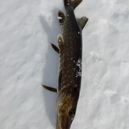 Rentola Lapland A Peaceful And Cozy