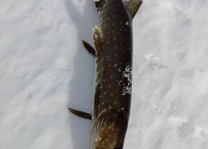 Rentola Lapland A Peaceful And Cozy